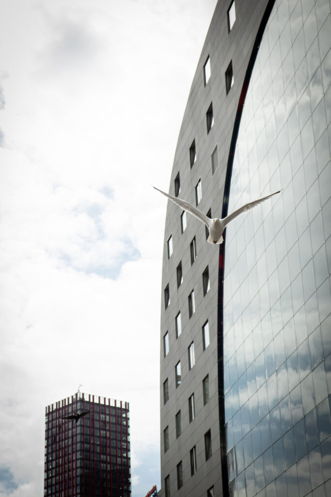 Rotterdam 2024, street photographie, couleur, photographie architecture, oiseau blanc, anael jourdain photographe amateur lille dunkerque